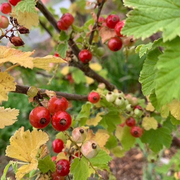 Red Lake Red Currant Cutting - Dingdong's Garden