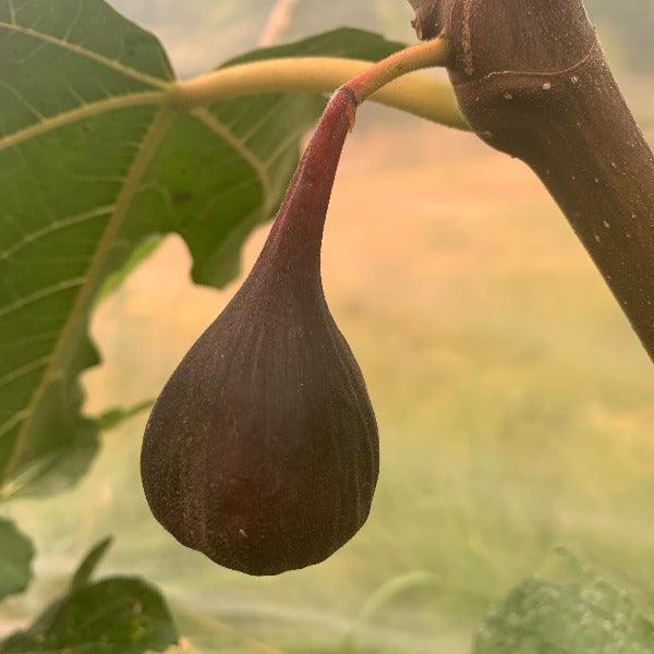 Red Lebanese Fig Cutting - Dingdong's Garden