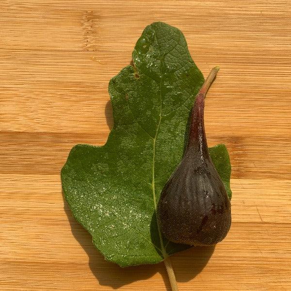 Red Lebanese Fig Cutting - Dingdong's Garden