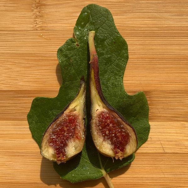 Red Lebanese Fig Cutting - Dingdong's Garden