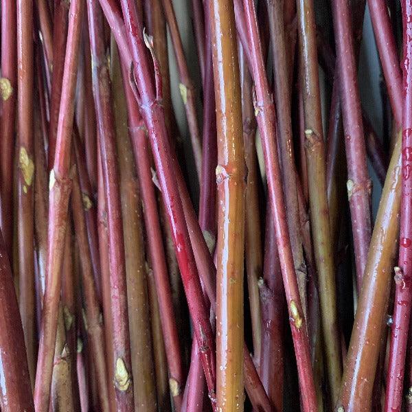 Red Osier, Red Twig Dogwood Cutting - Dingdong's Garden