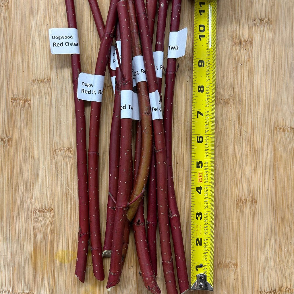 Red Osier, Red Twig Dogwood Cutting