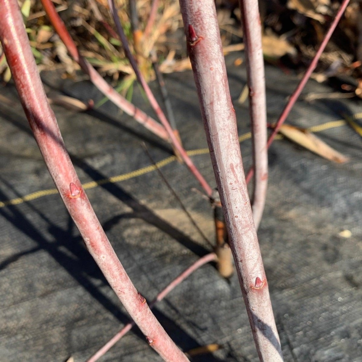 Red Rocket Willow Cutting - Dingdong's Garden