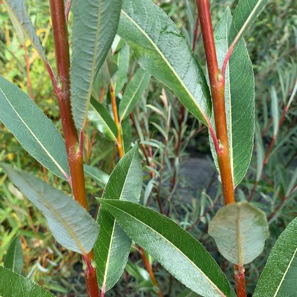 Red Rocket Willow Cutting