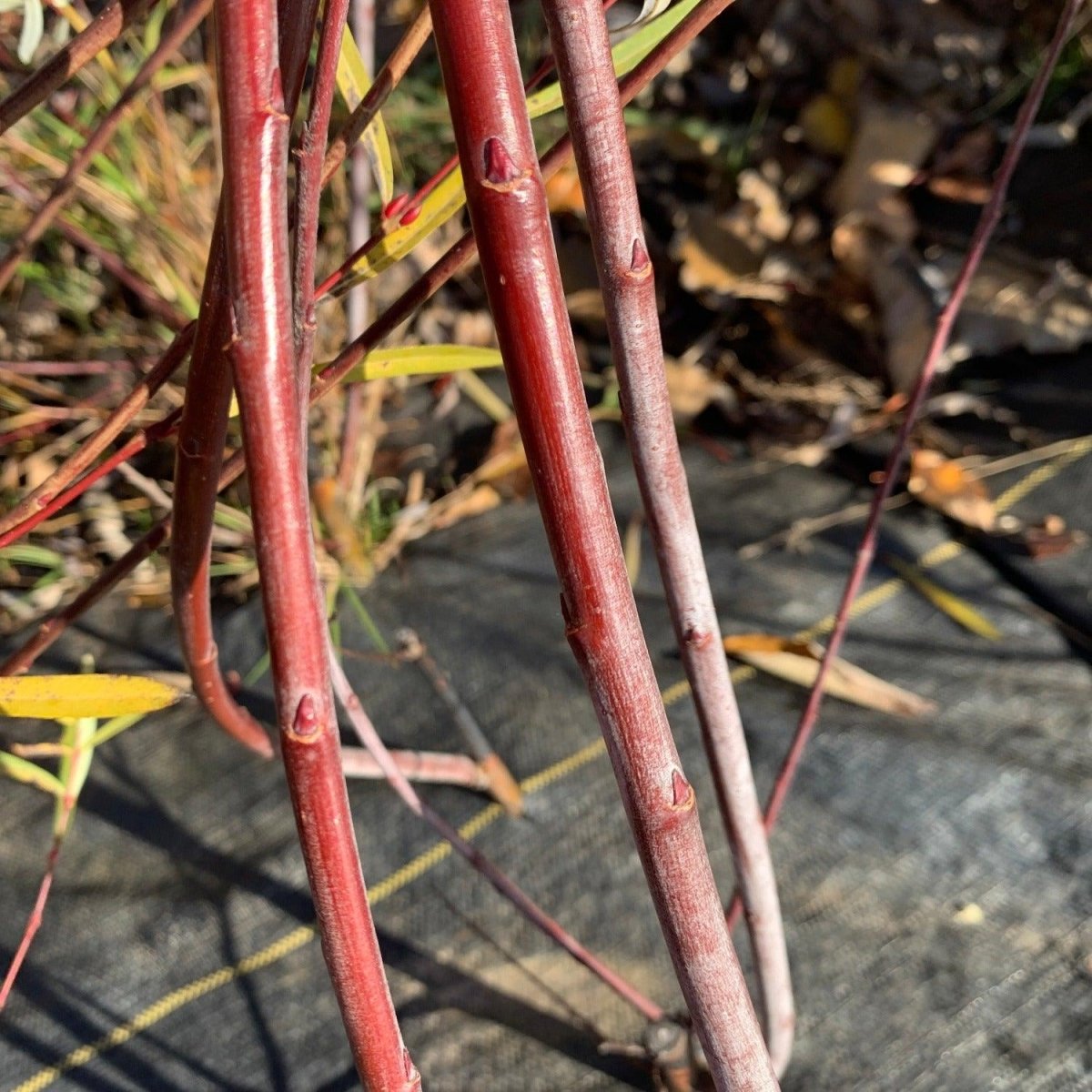 Red Rocket Willow Cutting - Dingdong's Garden