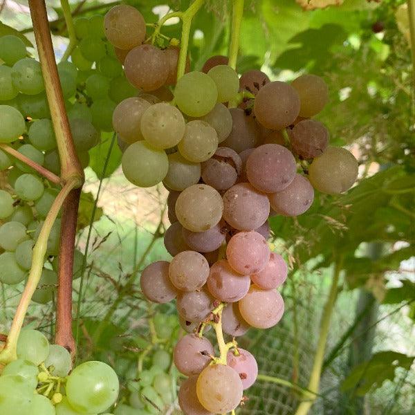 Reliance Table Grape Cutting - Dingdong's Garden