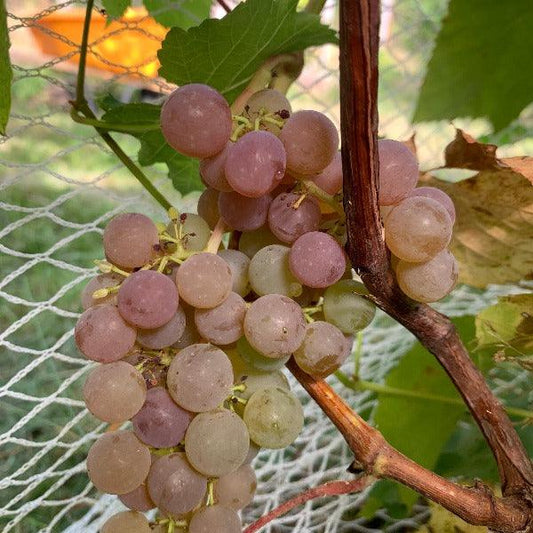 Reliance Table Grape Cutting - Dingdong's Garden