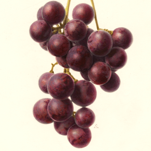 Requa Grape 4x6 Decorative Card - Dingdong's Garden