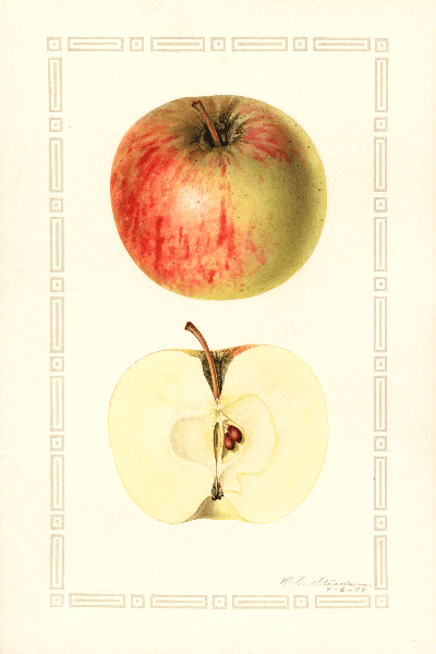 Richards Graft Apple 4x6 Decorative Card - Dingdong's Garden