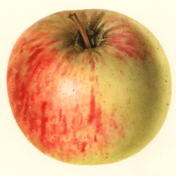 Richards Graft Apple 4x6 Decorative Card - Dingdong's Garden