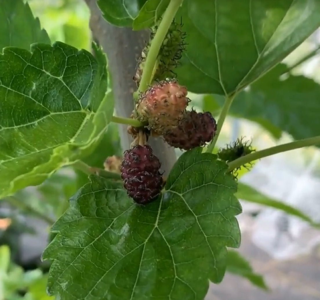 Riviera Mulberry Cutting - Dingdong's Garden