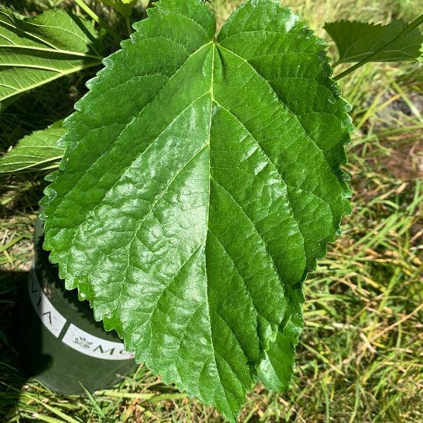 Riviera Mulberry Cutting - Dingdong's Garden