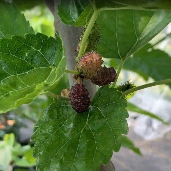 Riviera Mulberry Cutting - Dingdong's Garden