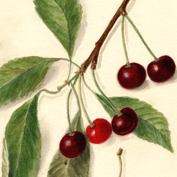 Roditelsky Cherry 4x6 Decorative Card - Dingdong's Garden