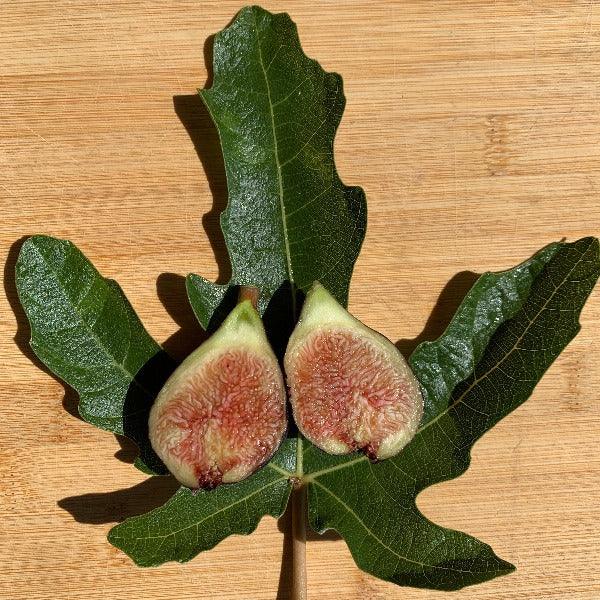 Ronde de Bordeaux Fig Cutting - Dingdong's Garden