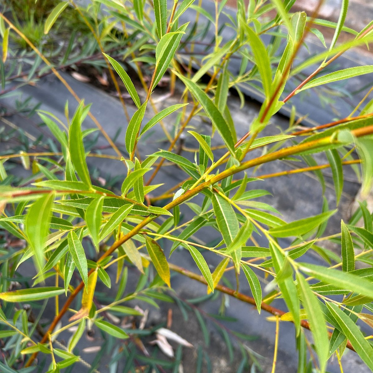 Rorida Willow Cutting – Dingdong's Garden