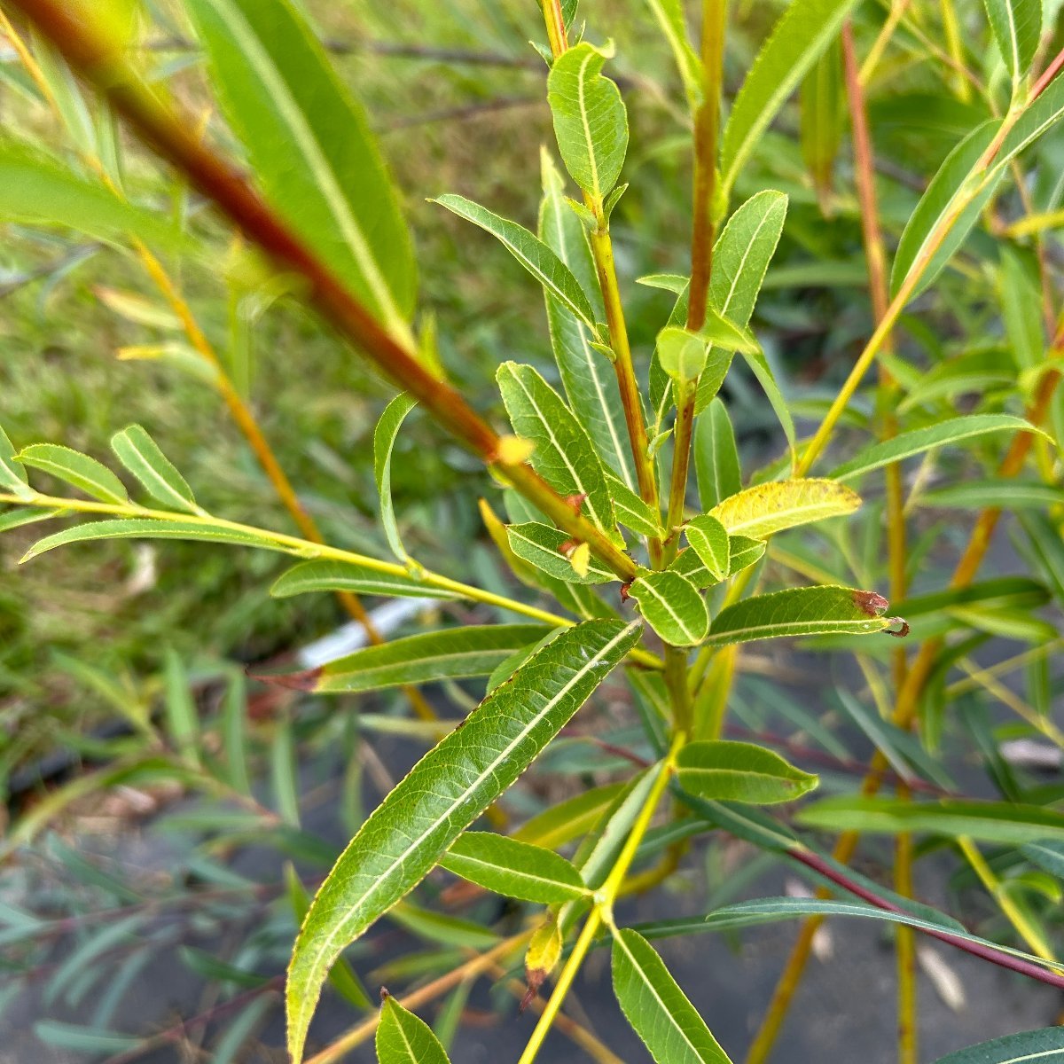 Rorida Willow Cutting – Dingdong's Garden