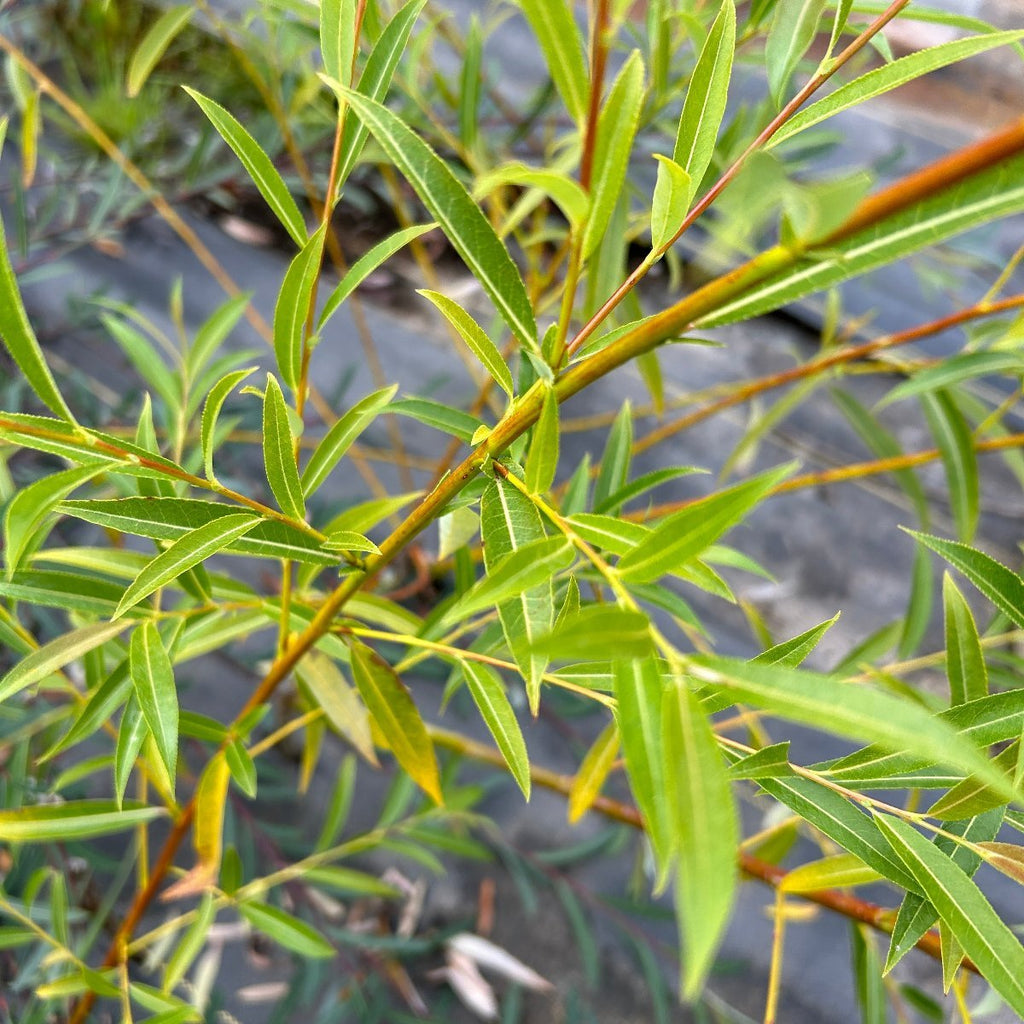 Rorida Willow Cutting