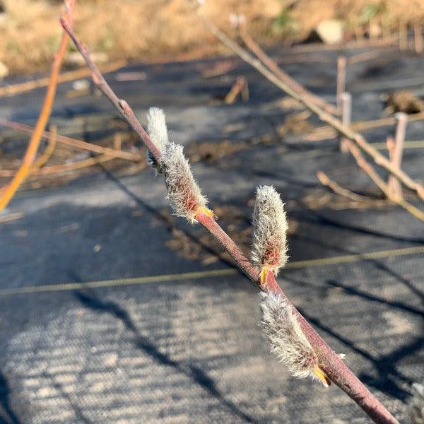 Rose - gold Pussy Willow Cutting - Dingdong's Garden