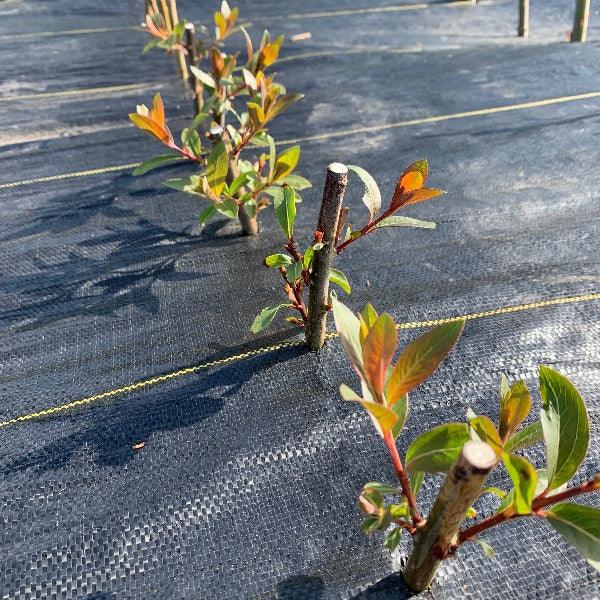 Rose - gold Pussy Willow Cutting - Dingdong's Garden