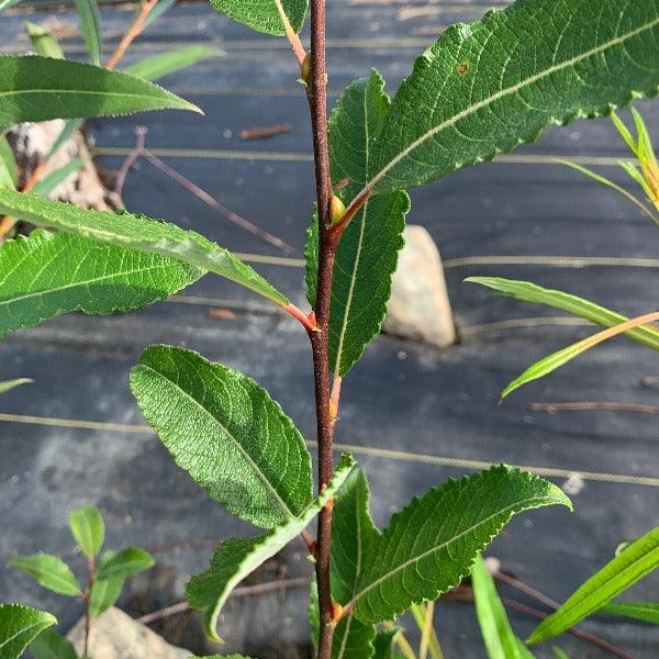 Rosea, Pink Goat Willow Cutting - Dingdong's Garden