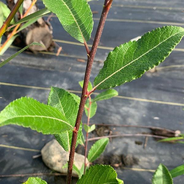 Rosea, Pink Goat Willow Cutting - Dingdong's Garden