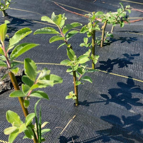 Rosea, Pink Goat Willow Cutting - Dingdong's Garden