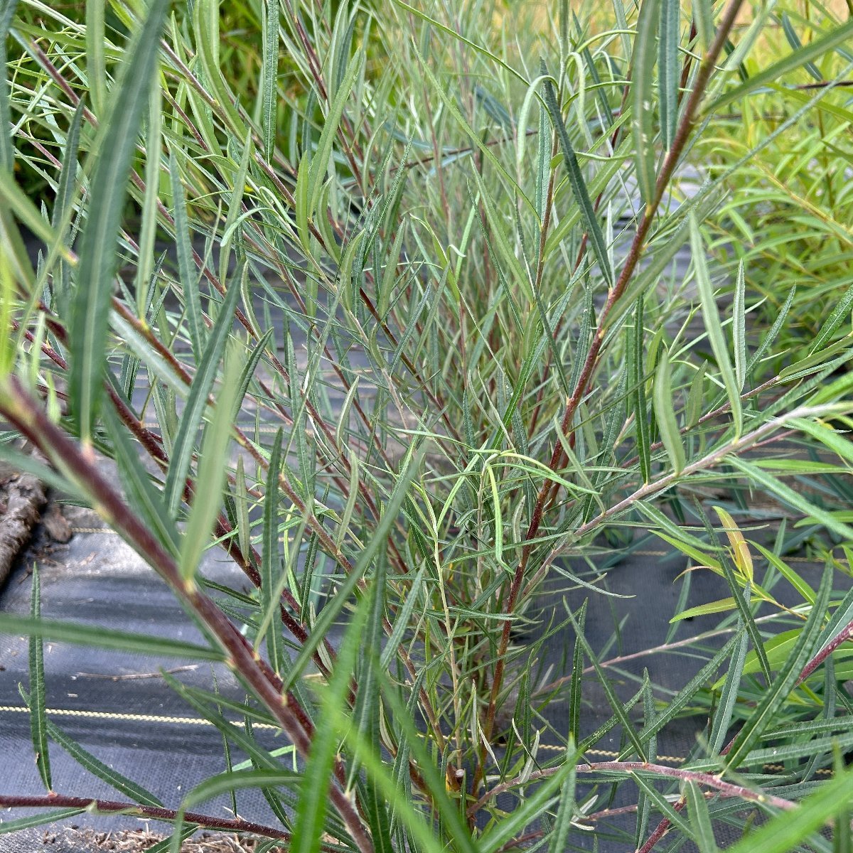 Rosemary Willow Cutting - Dingdong's Garden