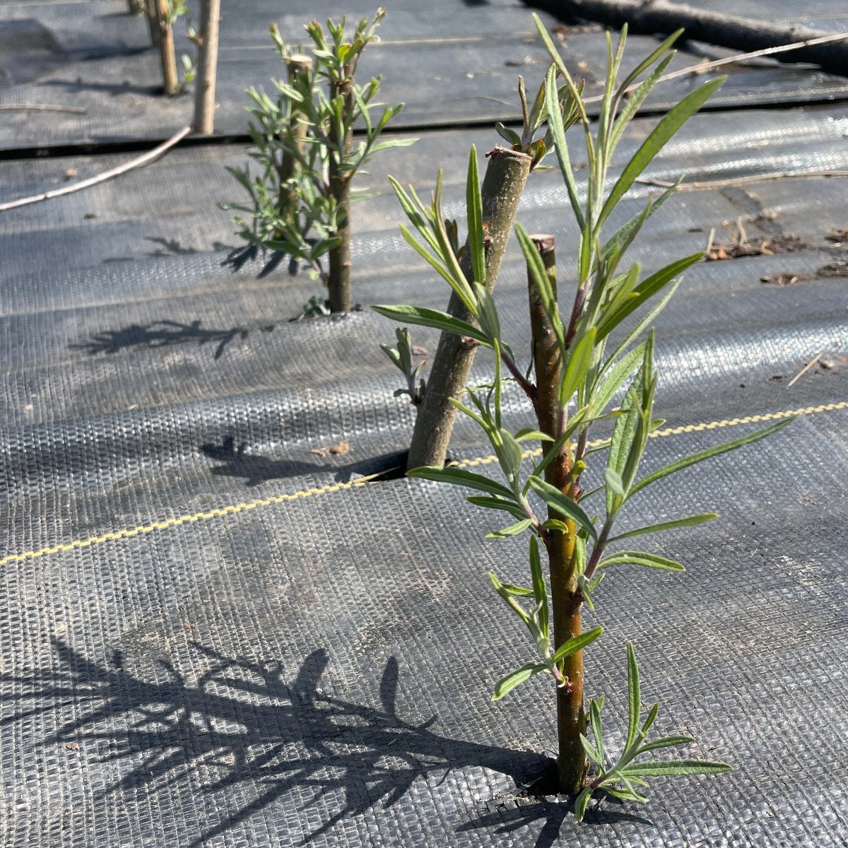 Rosemary Willow Cutting - Dingdong's Garden