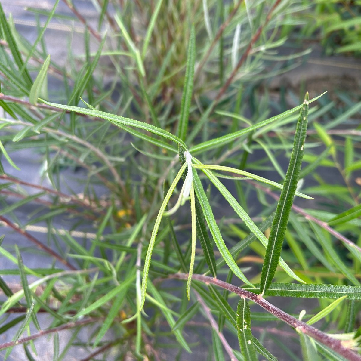 Rosemary Willow Cutting - Dingdong's Garden