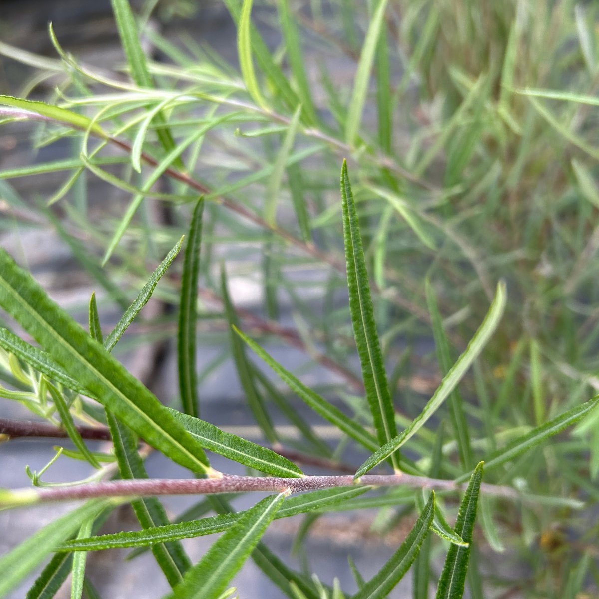 Rosemary Willow Cutting - Dingdong's Garden