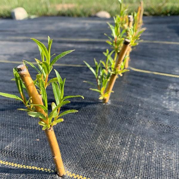 Rouge Ardennais Willow Cutting - Dingdong's Garden