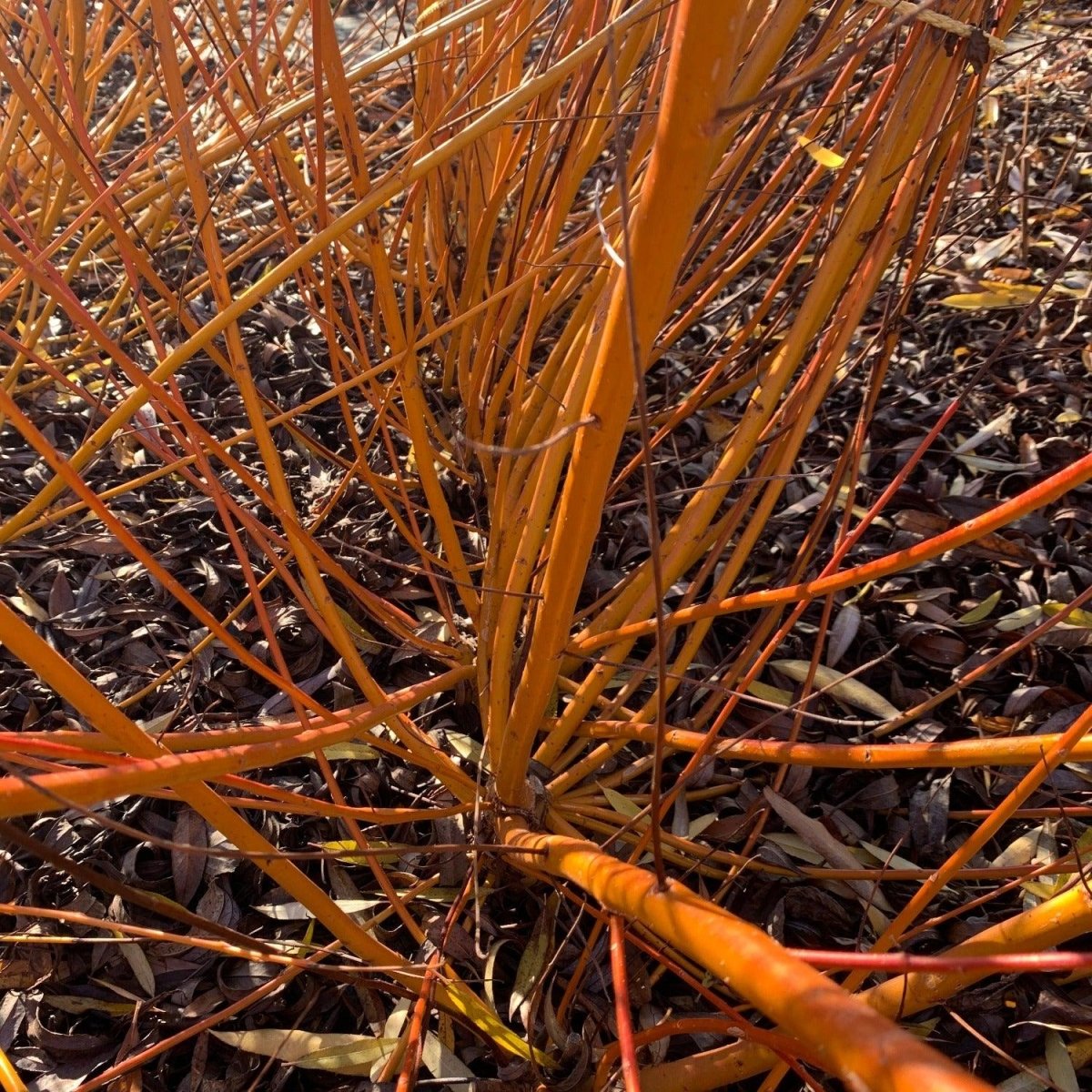 Rouge Ardennais Willow Cutting - Dingdong's Garden