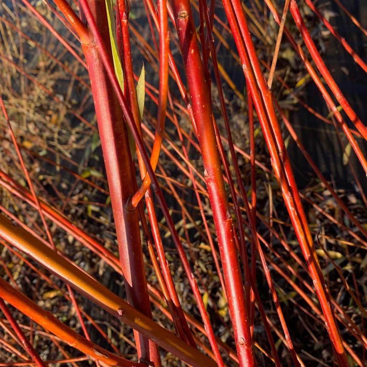 Rouge Ardennais Willow Cutting - Dingdong's Garden