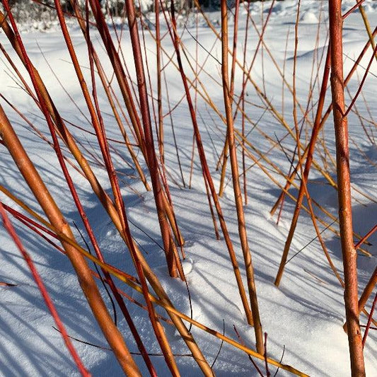 Rouge Ardennais Willow Cutting - Dingdong's Garden