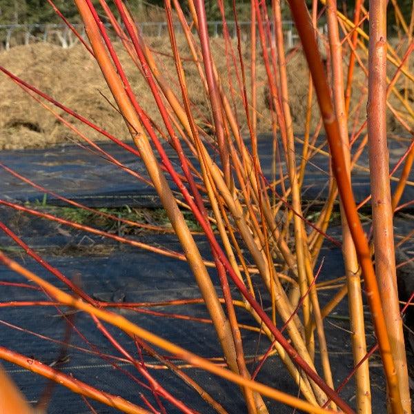 Rouge Ardennais Willow Cutting - Dingdong's Garden