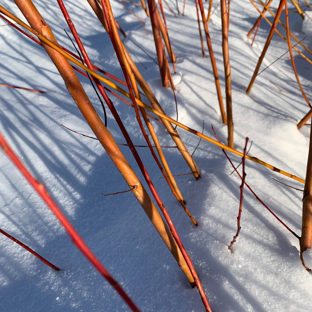 Rouge Ardennais Willow Cutting - Dingdong's Garden