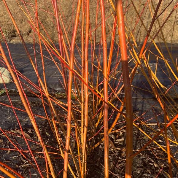 Rouge Ardennais Willow Cutting - Dingdong's Garden