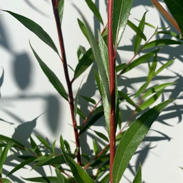 Rouge Ardennais Willow Cutting - Dingdong's Garden