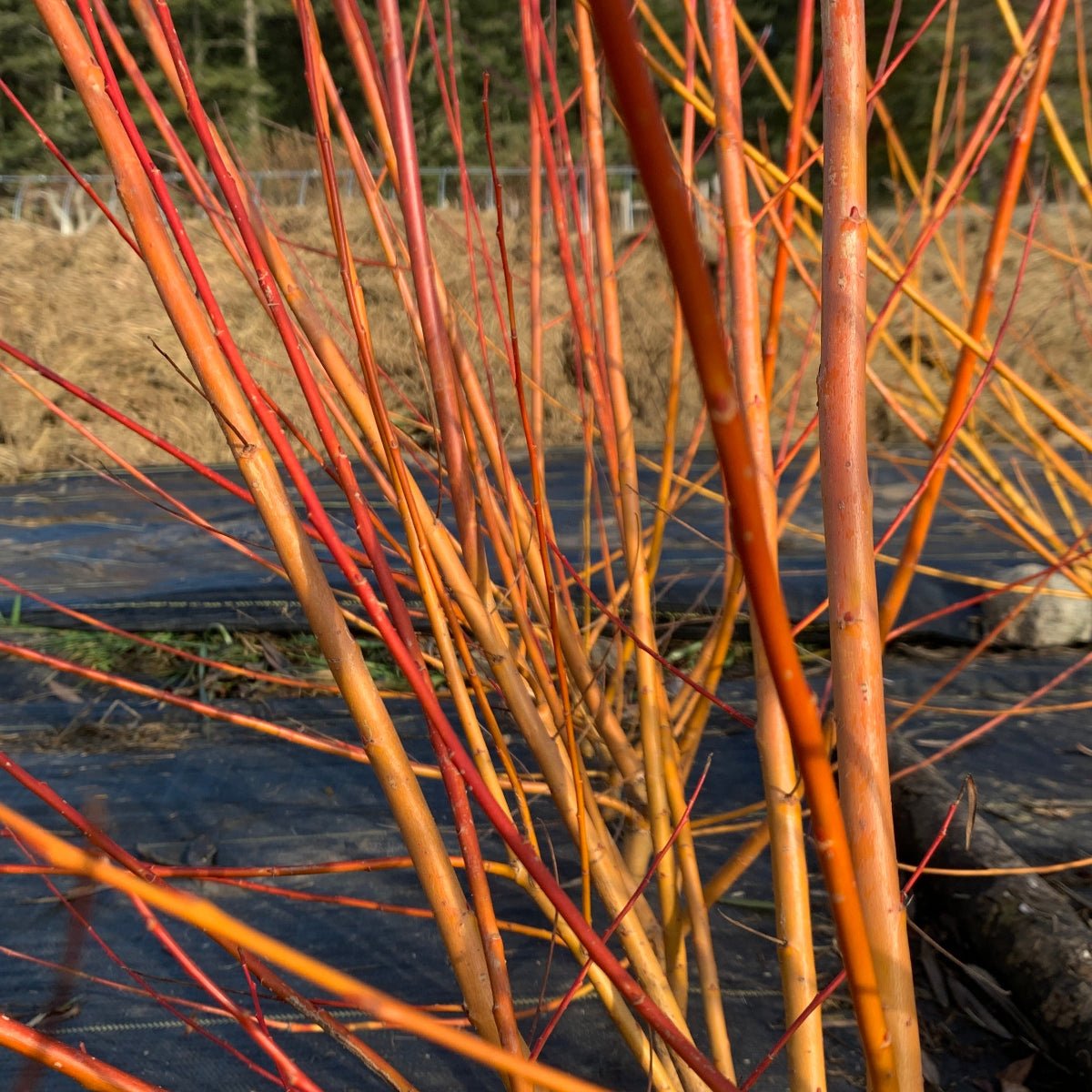 Rouge Ardennais Willow Cutting - Dingdong's Garden