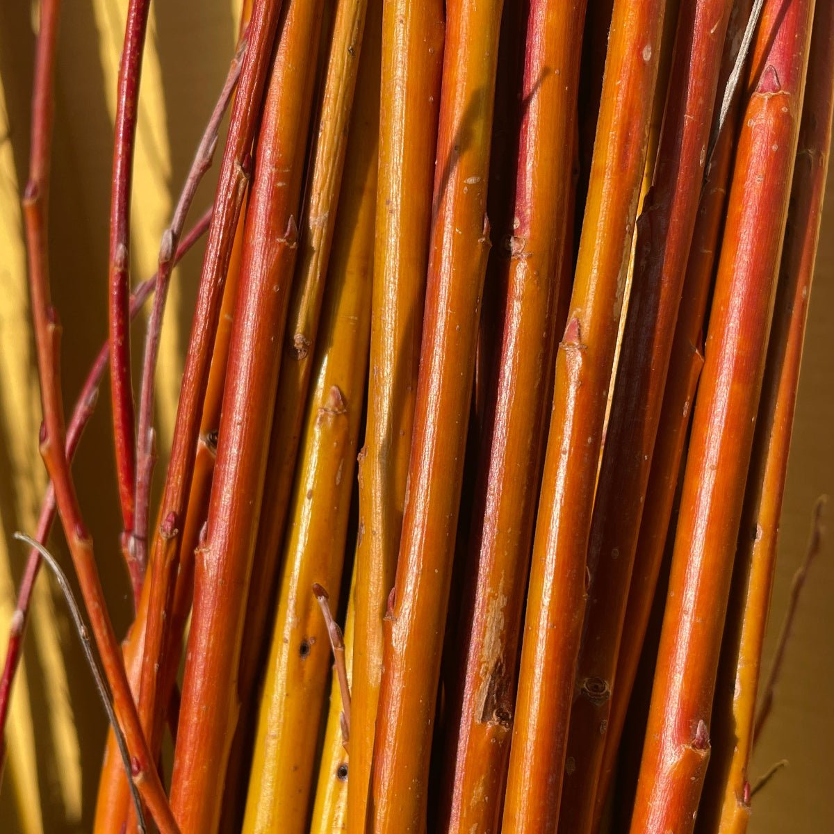 Rouge Ardennais Willow Cutting - Dingdong's Garden