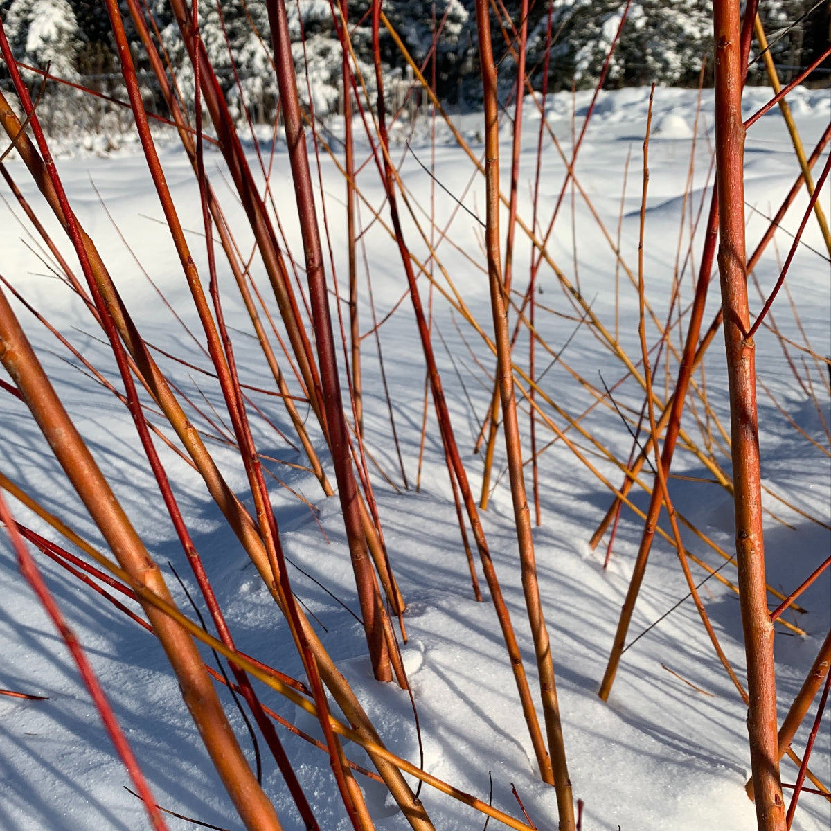 Rouge Ardennais Willow Cutting