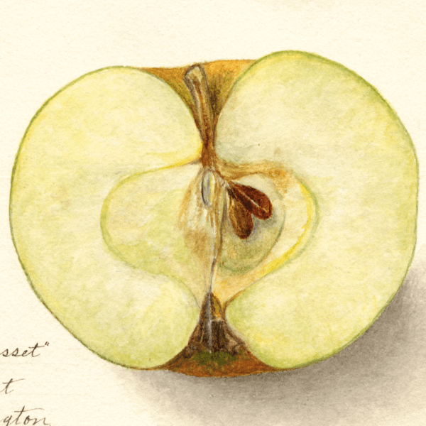 Roxbury Russet Apple 4x6 Decorative Card - Dingdong's Garden