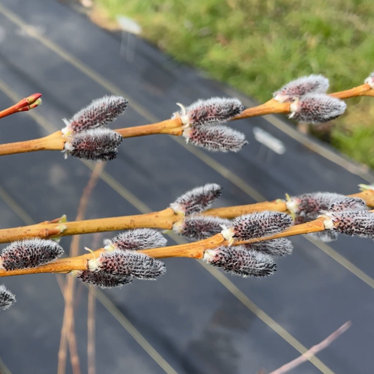 Rubykins Willow Cutting - Dingdong's Garden