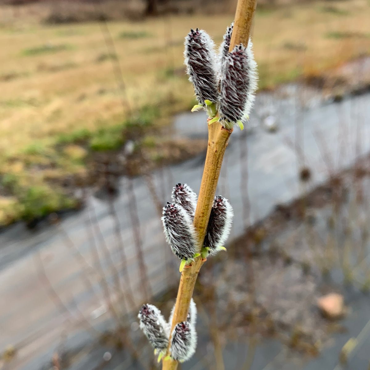 Rubykins Willow Cutting - Dingdong's Garden