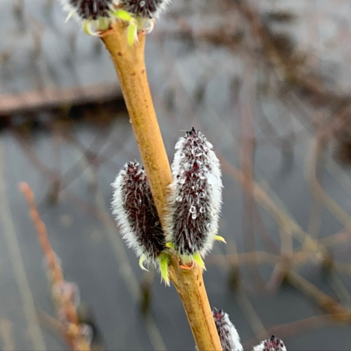 Rubykins Willow Cutting - Dingdong's Garden