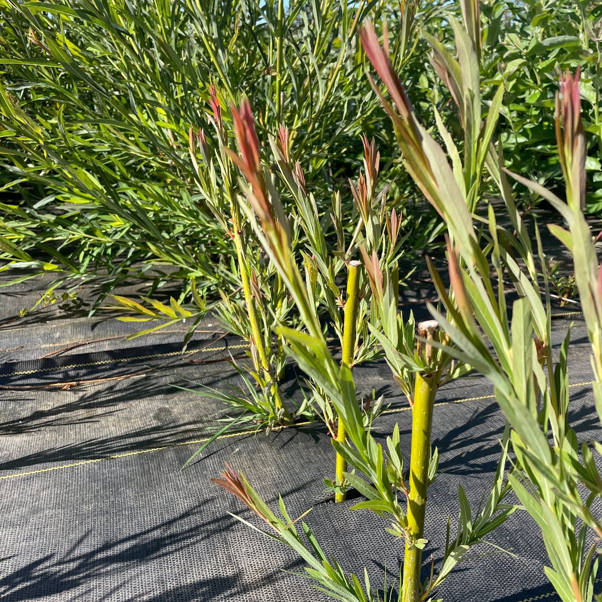 Rubykins Willow Cutting - Dingdong's Garden