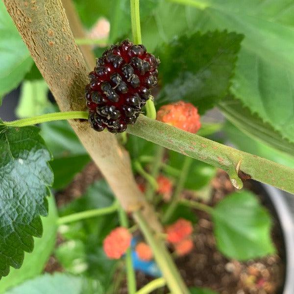 Rupp's Romanian Mulberry Cutting - Dingdong's Garden