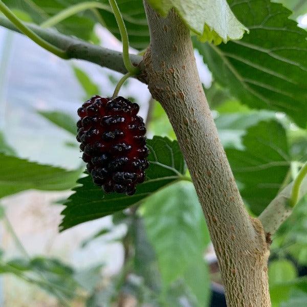 Rupp's Romanian Mulberry Cutting - Dingdong's Garden