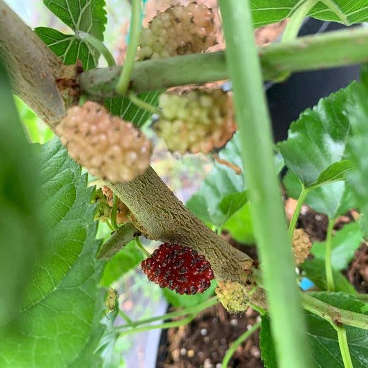 Rupp's Romanian Mulberry Cutting - Dingdong's Garden